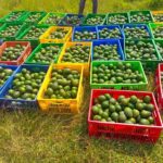 Agriculture and Food Authority Warns Dealers Over Avocado Season Violations