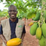 Biological Control Success: How a Farmer in Kwale Is Controlling Papaya Mealybug Without Pesticides