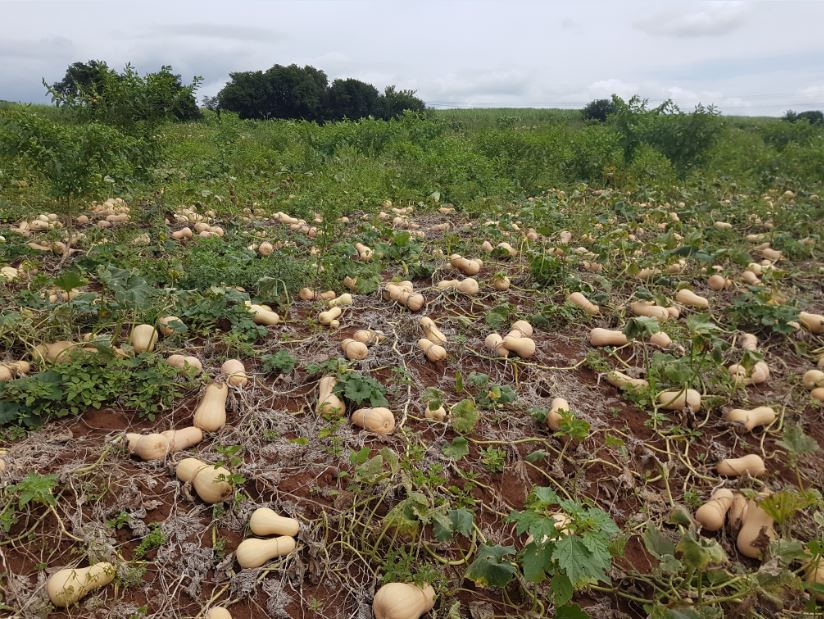 A field of mature butternut squash with fully developed vines and ripening fruits, demonstrating the growth stage before harvest in butternut farming in Kenya.