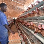 A farmer collects freshly laid eggs from a battery cage system for layers, demonstrating the efficient daily harvesting practices of modern Poultry Farming in Kenya.
