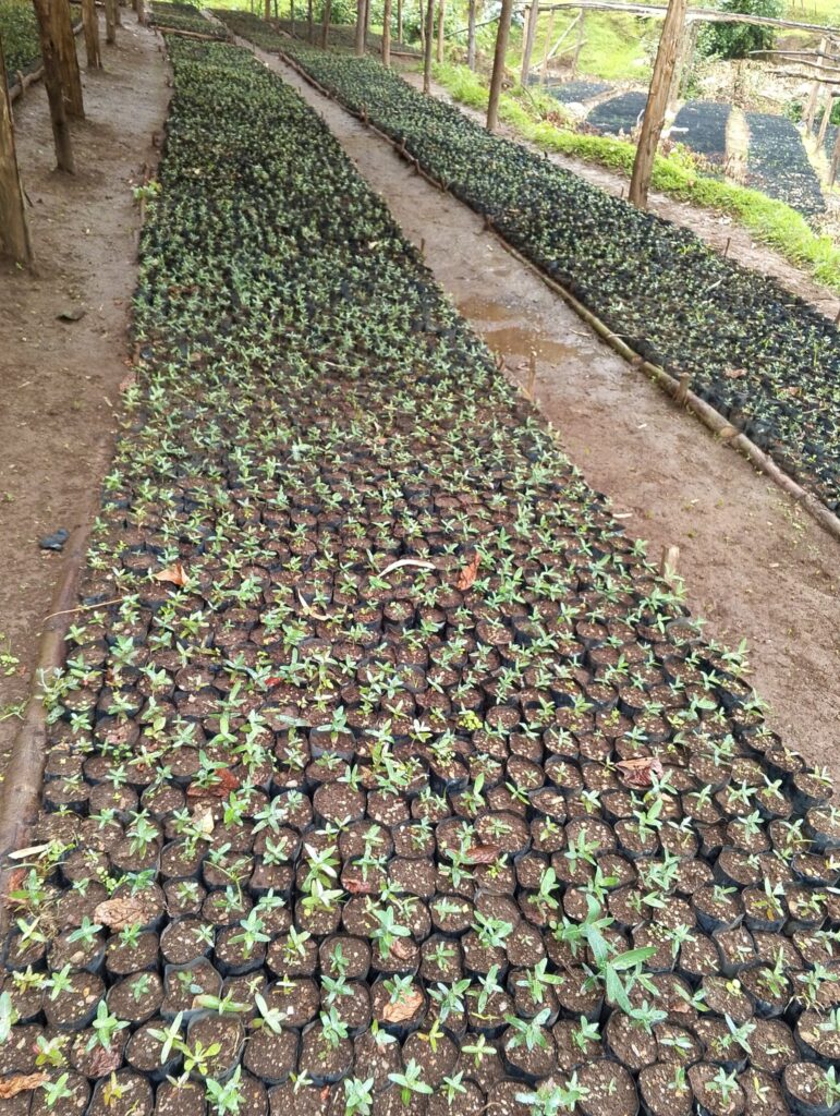 A Smart Career Path: Exploring Nursery Business Opportunities for Agriculture Graduates 1 Alt Text: A thriving commercial nursery showcasing business opportunities for agriculture graduates with potted seedlings