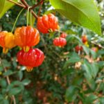 Brazilian cherry farming in Kenya
