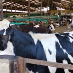 High-yielding Friesian dairy cattle housed in a modern, well-ventilated zero-grazing barn in Kenya, ready for milking. dairy farming in kenya