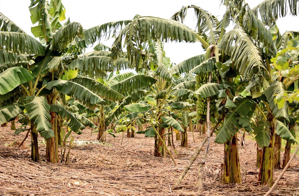 Complete Banana Farming in Kenya Guide: Profit Per Acre, Costs & 2026 Expert Tips 2 Complete Banana Farming in Kenya Guide