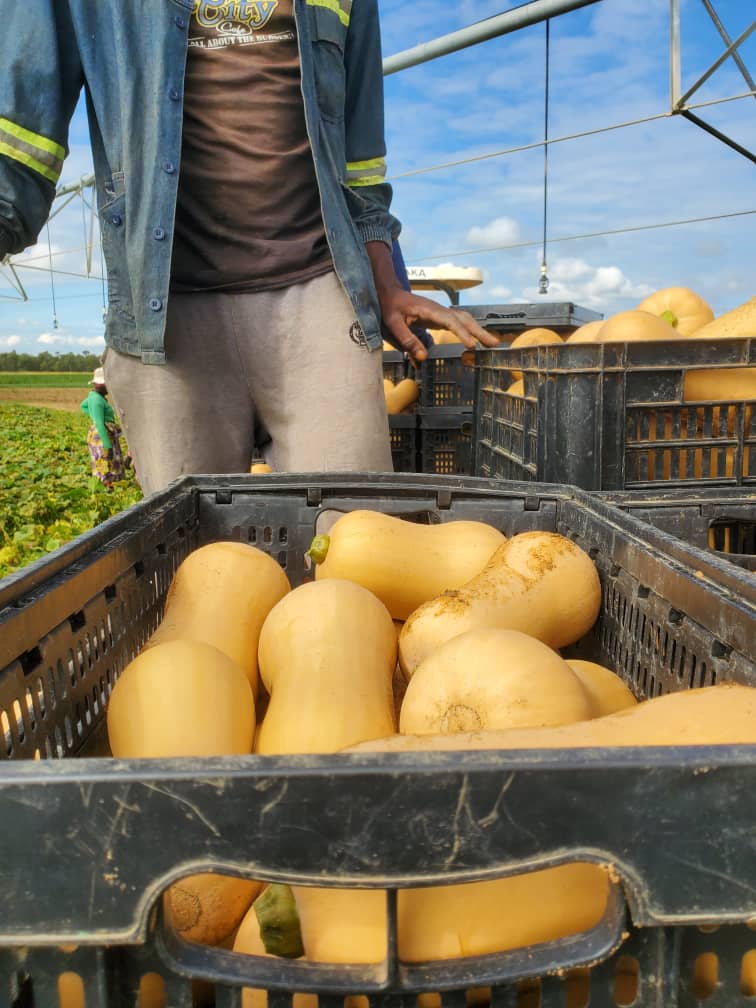 Market-ready quality. Proper grading and professional packaging in crates ensure the produce fetches premium prices, a key step in maximizing profits from butternut farming in Kenya.