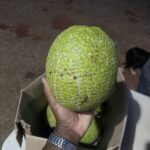 A close-up of a single, large breadfruit held in hand, highlighting its size, texture, and distinctive features for identification in Kenyan agriculture.