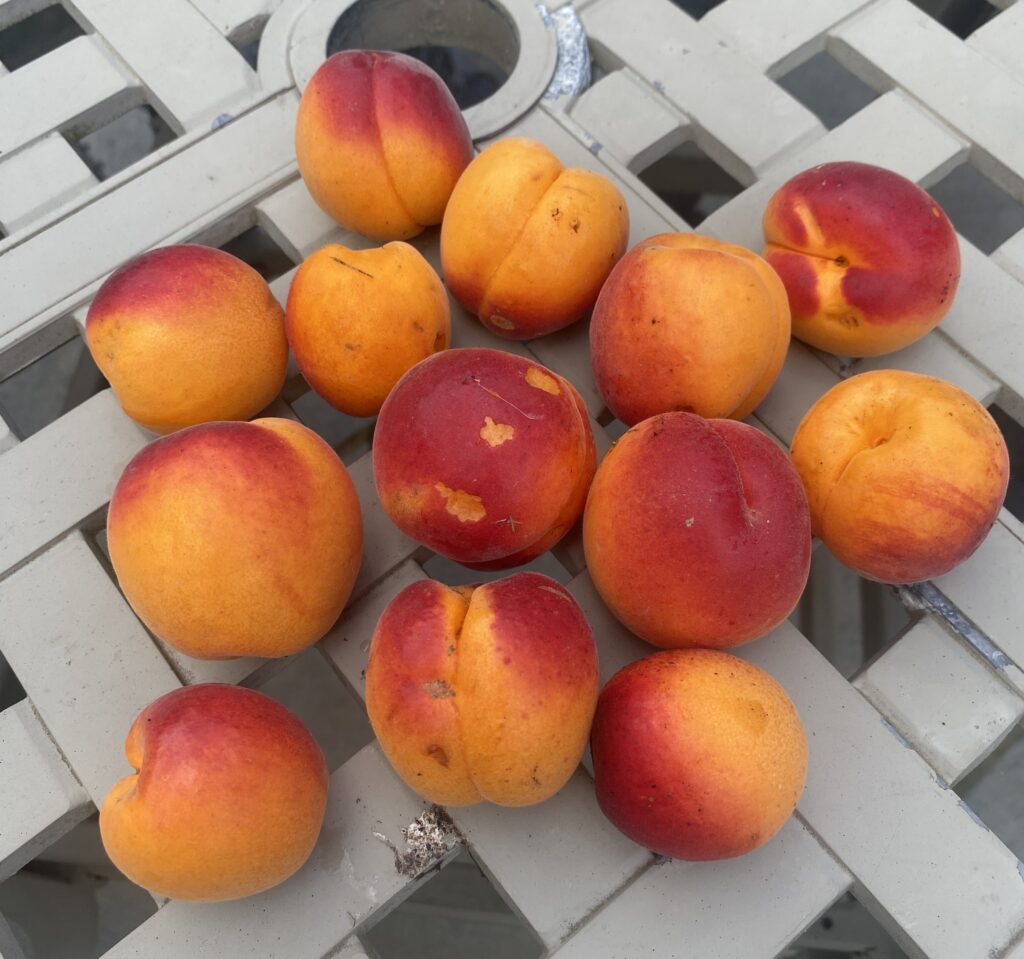 Apricot Farming in Kenya: Profit, Growth Time & Step-by-Step Guide 1 Apricot farming in kenya