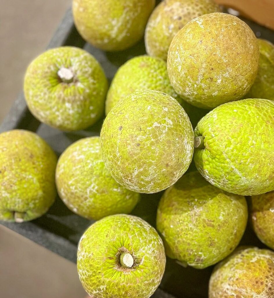 Breadfruit Farming in Kenya: 2026 Complete Profit & Planting Guide 1 A bountiful harvest of fresh, green breadfruits arranged on the ground, showcasing the high yield potential of successful breadfruit farming in Kenya.