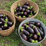 A close-up of glossy, freshly harvested purple eggplants from a successful eggplant farming in Kenya operation.