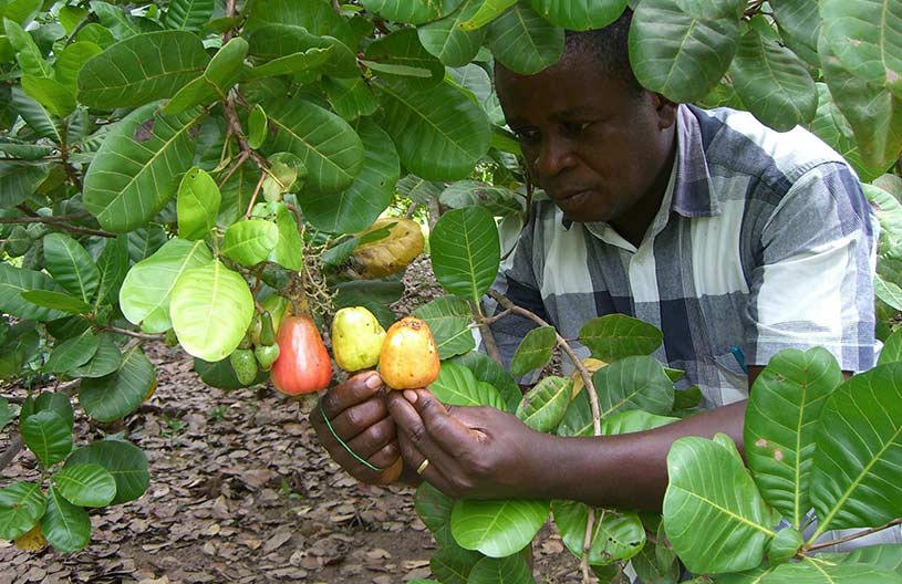 From Doubt to Success: How Sebastian Kioko Proves Growing Cashew Nuts in Ukambani Works