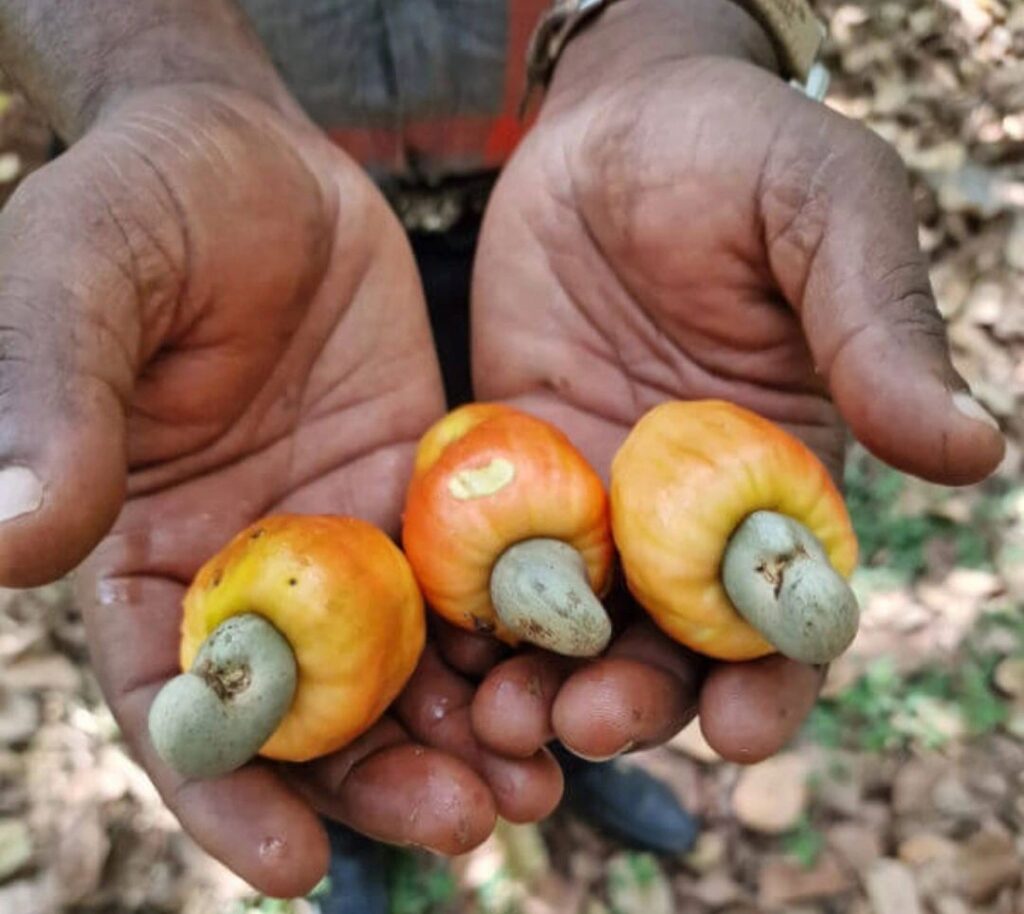 A Kenyan farmer displays the yield from cashew nut farming in Kenya, holding a generous pile of freshly harvested raw cashew nuts.