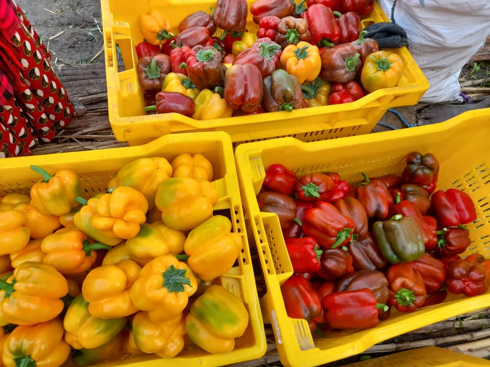 Capsicum Farming in Kenya: The 2026 Profit Guide (KSh 1.5M+ Per Acre) 2 "The profitable harvest: This crate of colorful capsicums represents the tangible results and premium quality achievable through successful capsicum farming in Kenya."