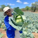 A young farmer proudly holds a large, healthy cabbage head, demonstrating the quality yield from successful cabbage farming in Kenya.