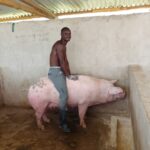 Pig Heat Detection and AI Timing: A 5-Step Guide to Boost Conception Rates