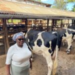 A female dairy farmer stands proudly in a clean, well-organized zero-grazing shed beside her healthy Holstein-Friesian cows, representing the growing role of women in modern dairy farming in Kenya.