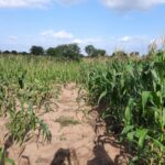 SMARTSCALE Project Launches to Boost Soil Moisture Retention for Kenyan and Ethiopian Farmers