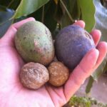 A farmer holding a cluster of freshly harvested candlenuts in their hand, showcasing the raw product of candlenut farming in Kenya.