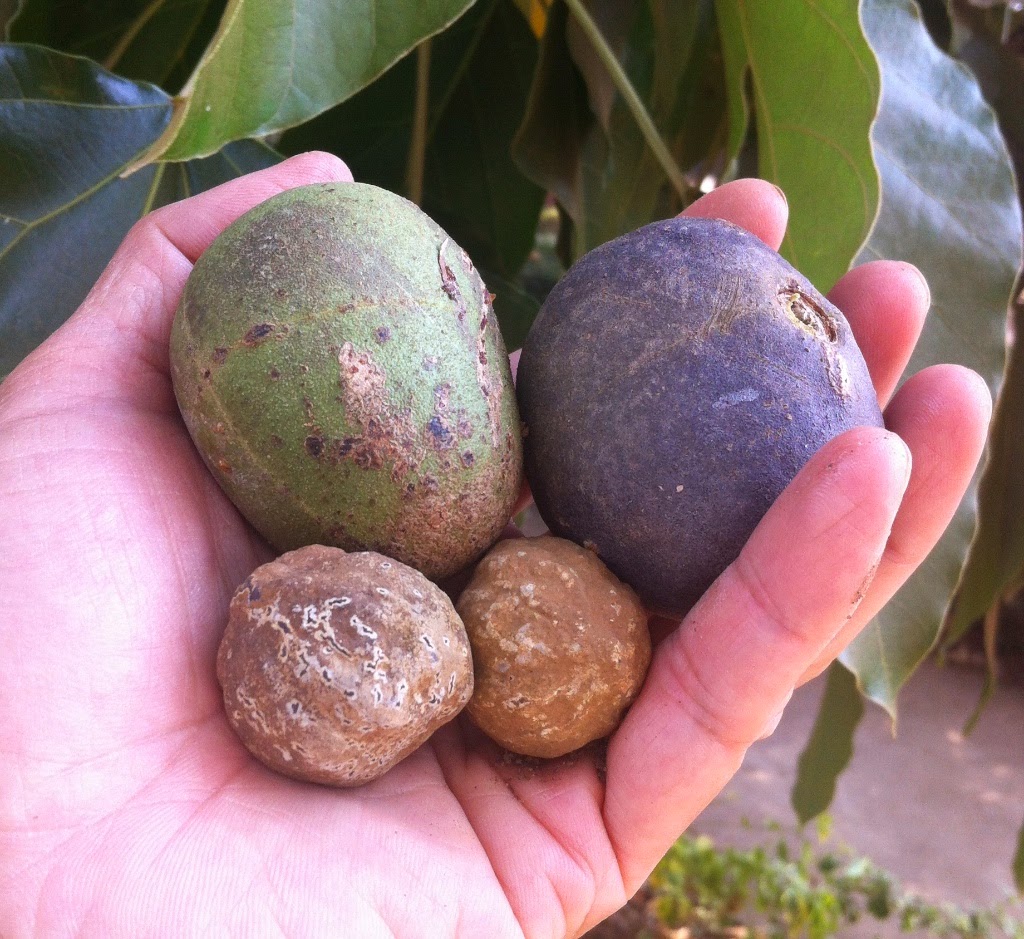 A farmer holding a cluster of freshly harvested candlenuts in their hand, showcasing the raw product of candlenut farming in Kenya.