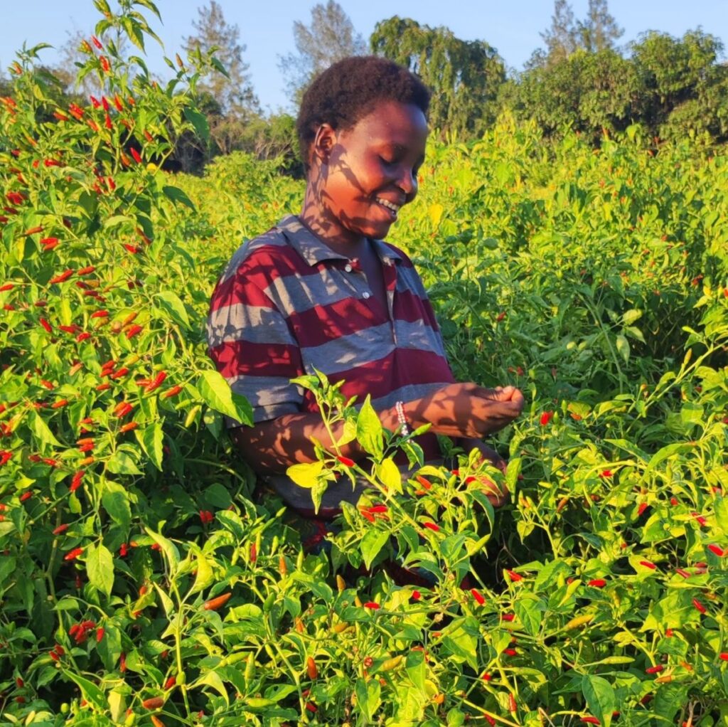 Chilli Farming in Kenya: A Complete 2026 Guide on Costs, Profit Per Acre, and Growing Steps 1 A Kenyan woman farmer inspecting her vibrant red, ready-to-harvest chilli crop, showcasing successful chilli farming in Kenya.