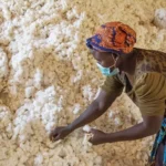 A farmer carefully sorts harvested cotton by hand removing leaves and trash to maintain Grade A quality for cotton farming in Kenya