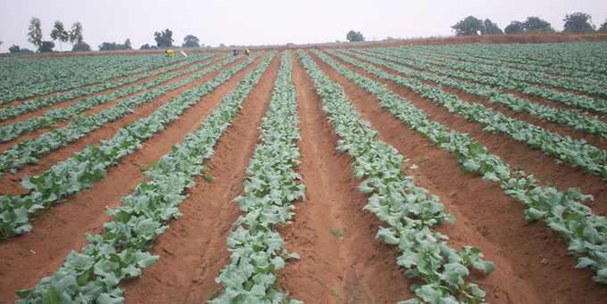 10 Secrets for Successful Cauliflower Farming in Kenya: 2026 Complete Grower’s Guide 2 Aerial or wide-view of a one-acre cauliflower farm in Kenya demonstrating optimal plant spacing and excellent crop management for maximum yield.