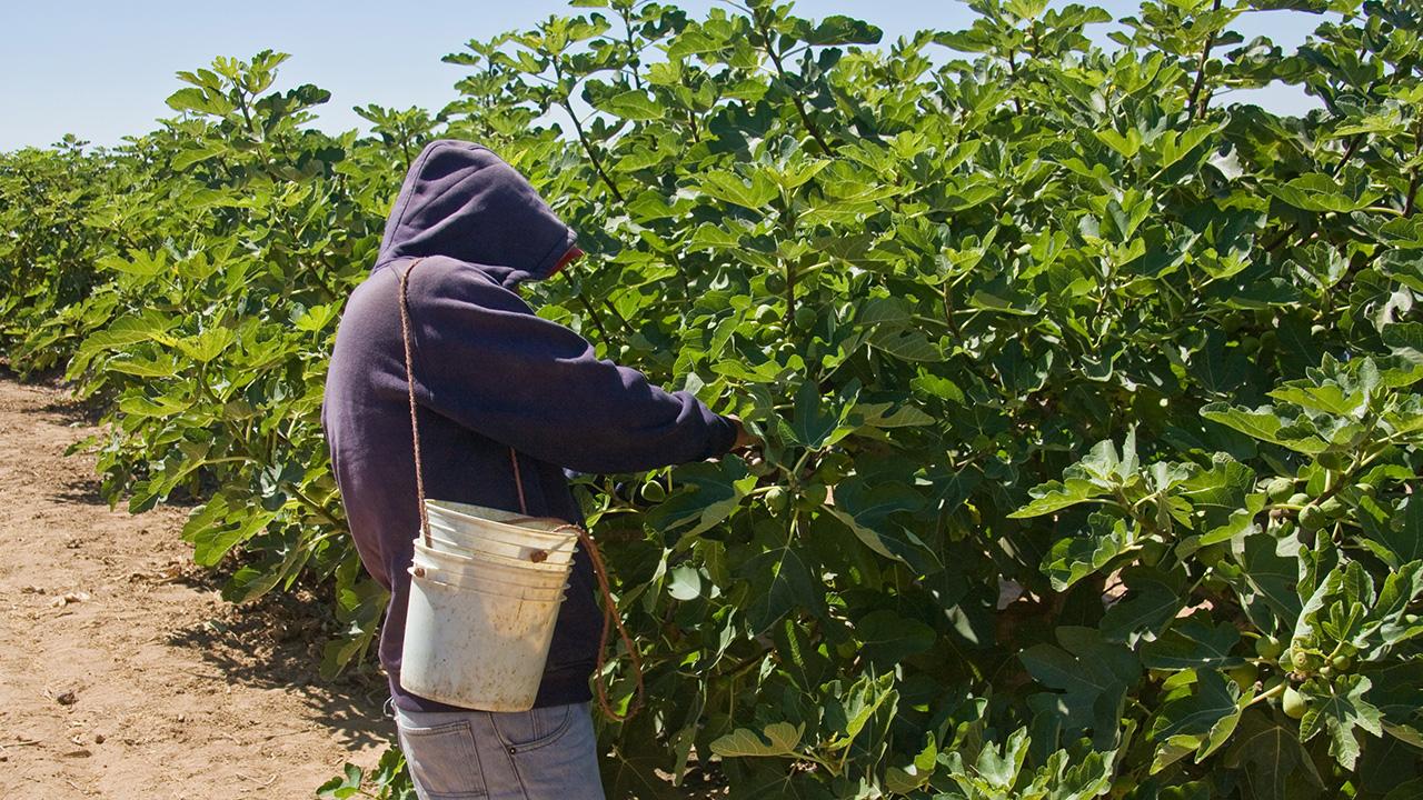 A farmer carefully harvesting ripe fig fruits from a mature tree in his productive fig farming in Kenya operation