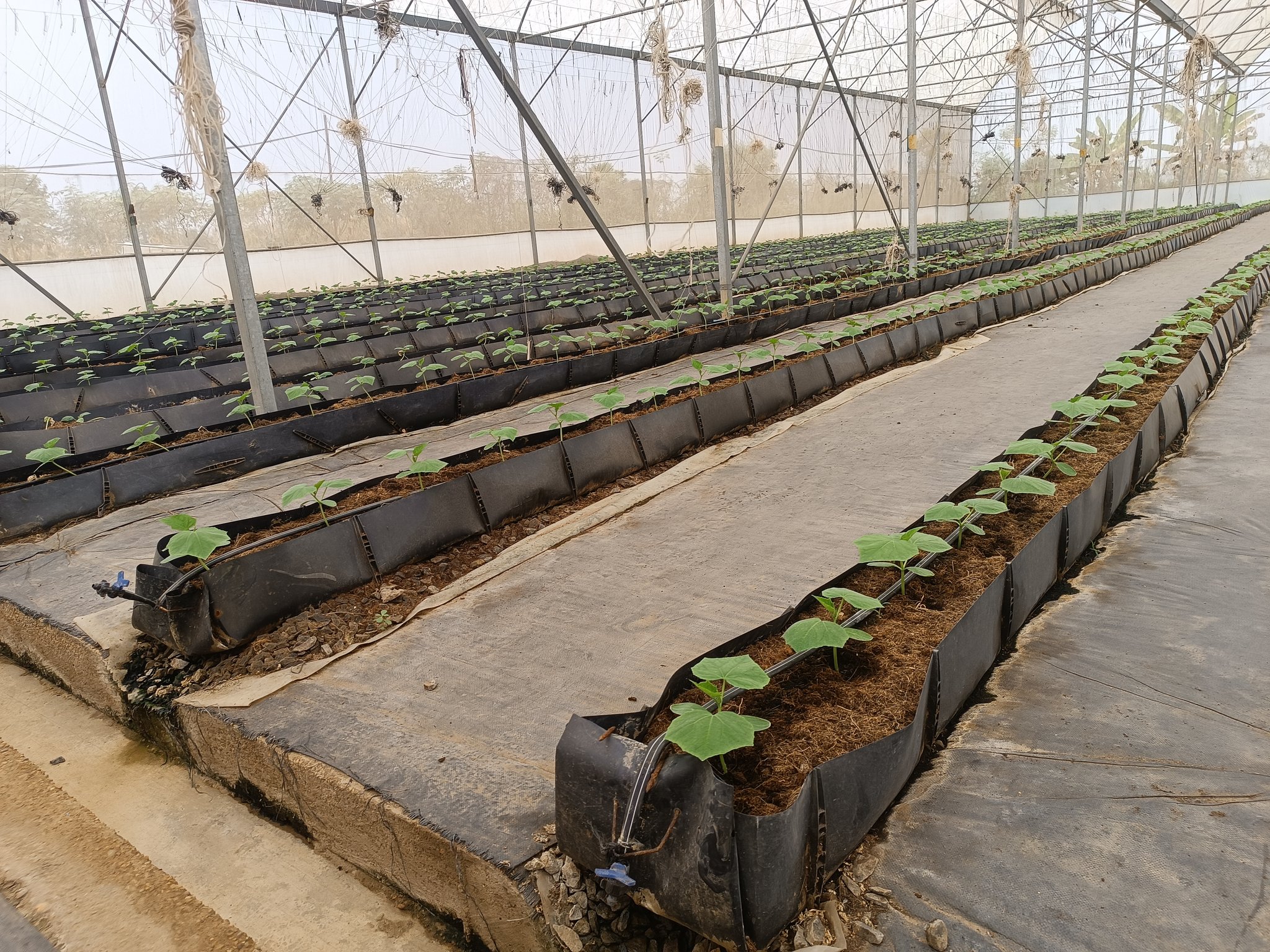 A soilless hydroponic cucumber farming in Kenya setup showing plants growing in nutrient-rich water with vertical support systems