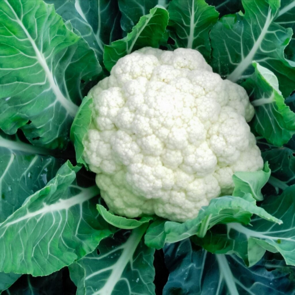 10 Secrets for Successful Cauliflower Farming in Kenya: 2026 Complete Grower’s Guide 3 Close-up of a perfect, dense, and creamy-white cauliflower head ready for harvest, showcasing successful cauliflower farming in Kenya.
