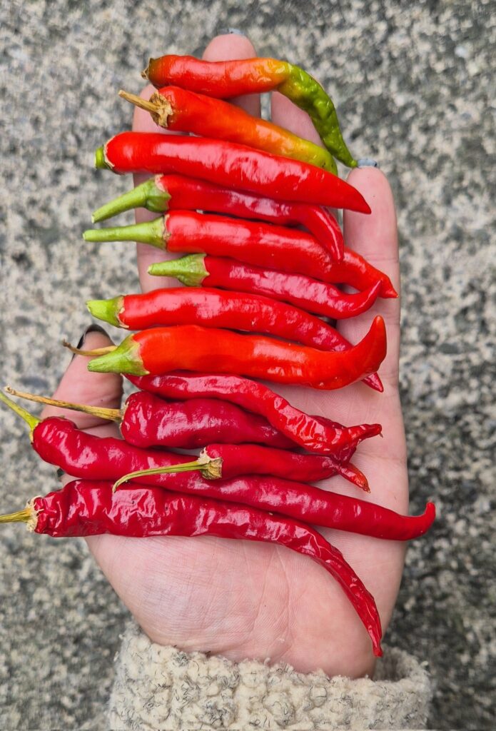 Chilli Farming in Kenya: A Complete 2026 Guide on Costs, Profit Per Acre, and Growing Steps 2 Close-up of a farmer's hand displaying a harvest of ripe red chillies, demonstrating quality produce from chilli farming in Kenya.