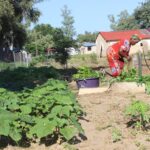 Organic Vegetable Gardening for Health and Profit: How to Grow Kienyeji Greens Like Managu and Terere 2026