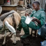 A farmer milks his dairy goat in a clean shed highlighting milk production practices for goat farming in Kenya