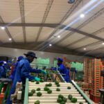 Hass avocado farming for export: workers sorting, grading, and packing avocados in a clean packhouse for international standards
