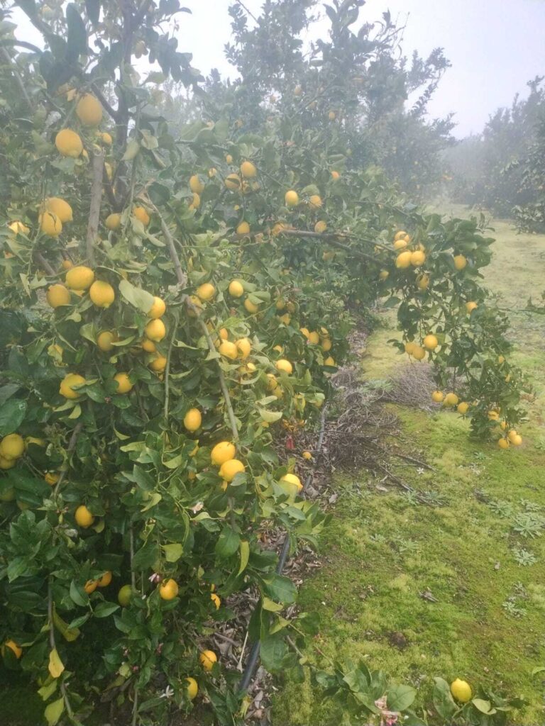 A close-up view of a healthy, mature lemon tree in Kenya heavily laden with ripe yellow fruits, showcasing the production potential of lemon farming in Kenya.