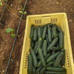 Freshly harvested cucumbers packed in a crate ready for market delivery from a successful cucumber farming in Kenya venture