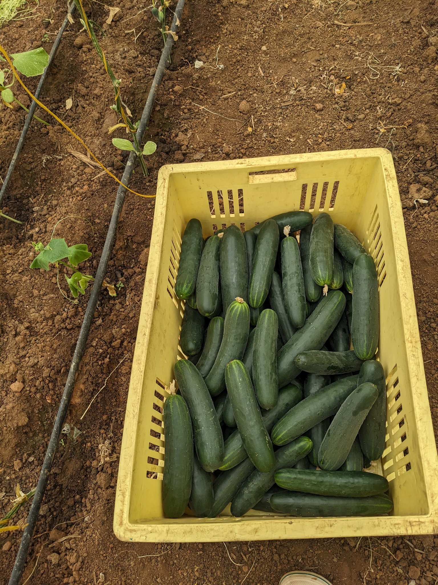 Freshly harvested cucumbers packed in a crate ready for market delivery from a successful cucumber farming in Kenya venture