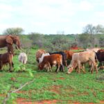 Why Kenyan Ranches Are Asset-Rich But System-Poor