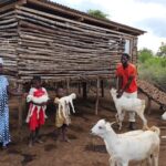 livestock program Kenya families