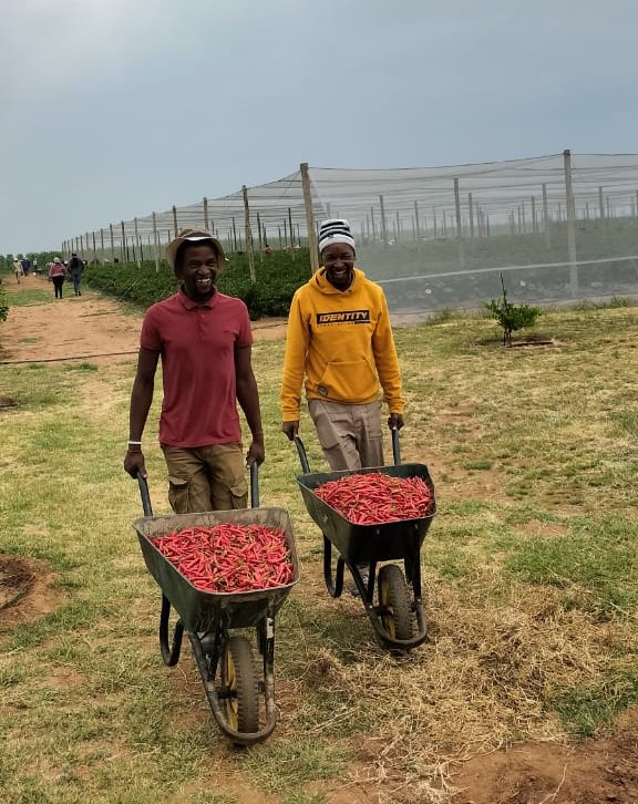 Chilli Farming in Kenya: A Complete 2026 Guide on Costs, Profit Per Acre, and Growing Steps 3 Two farm workers using wheelbarrows to move a bulk harvest of fresh chillies, illustrating the productive scale of chilli farming in Kenya.