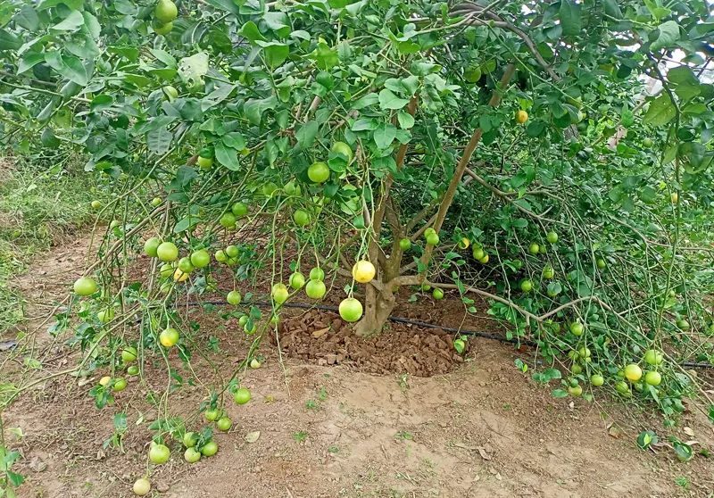 A four-year-old lemon tree bearing numerous green fruits nearing harvest stage, illustrating the rapid productivity timeline of well-managed lemon farming in Kenya.