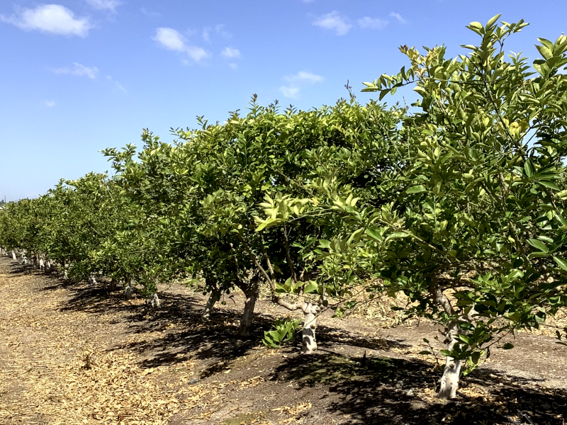 A commercial lemon farm in Kenya showing proper canopy management and optimal spacing between mature trees, demonstrating professional orchard setup for lemon farming in Kenya.