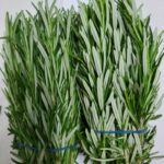 Rosemary Farming in Kenya