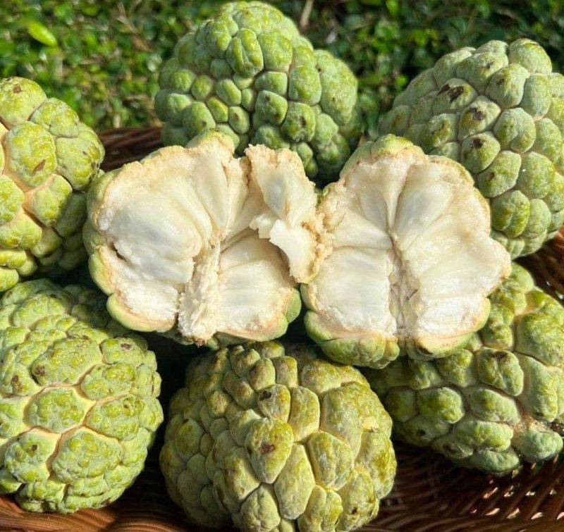 Custard Apple (Matomoko) Farming in Kenya