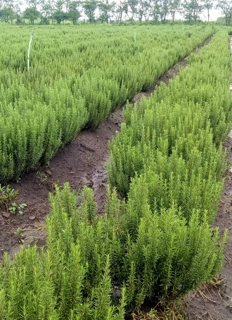 Rosemary Farming in Kenya: The 2026 Complete Guide to Earning KSh 1 Million Profits Yearly with Export Markets 3 A mature rosemary plant with abundant growth ready for harvest, representing the productive cycle of rosemary farming in Kenya.