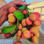 A farmer holds freshly harvested lychee fruits ready for packaging, representing the final stage of lychee farming in Kenya before market delivery.