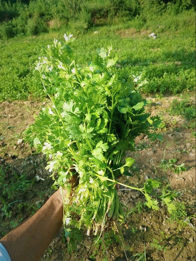 Dhania Farming in Kenya harvest