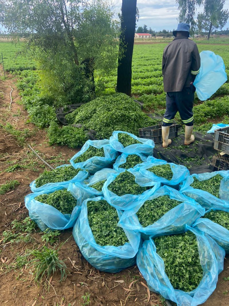 Dhania Farming in Kenya packaging