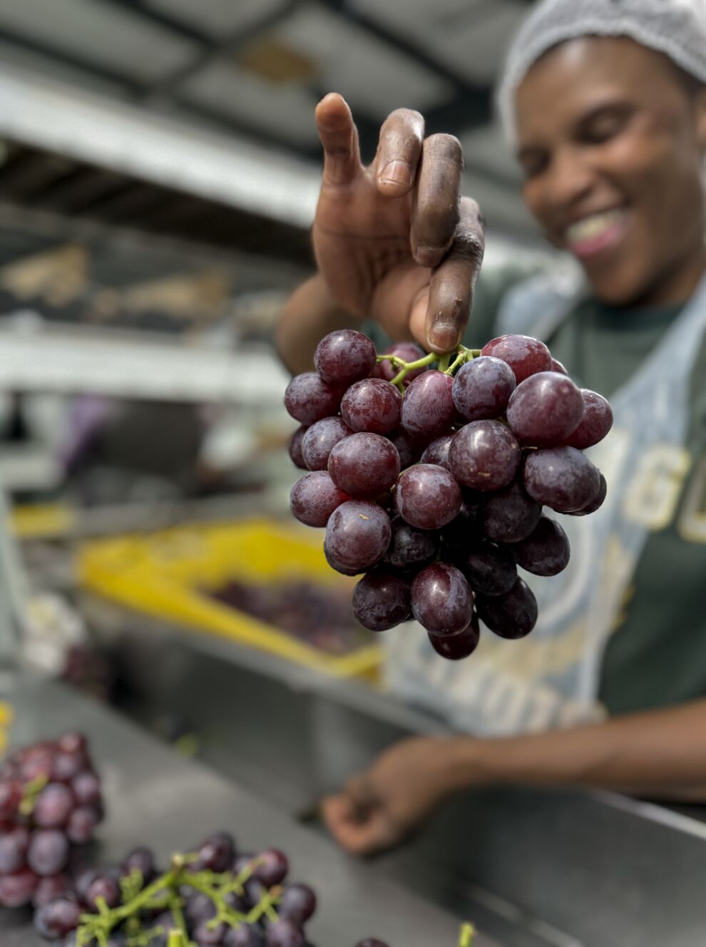 A quality controller inspects freshly harvested grapes at a packhouse serving the grapes farming in Kenya industry. Proper grading ensures only the best fruit reaches supermarket shelves in Nairobi and beyond.
