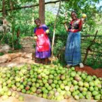 Two joyful women proudly display their mango harvest collected at a central point, celebrating the rewards of their mango farming in Kenya efforts.