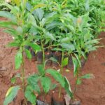 high-quality grafted Hass avocado seedlings in Kenya at Farmers Trend Ltd nurser