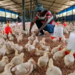 How to Reduce Chick Mortality by 90%: